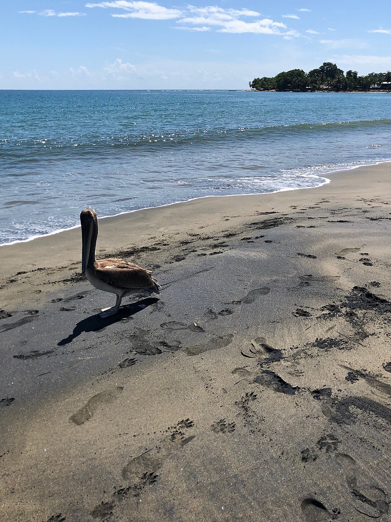 A brown pelican standing on dark sand at Playa Negra near Puerto Viejo on the Caribbean coast