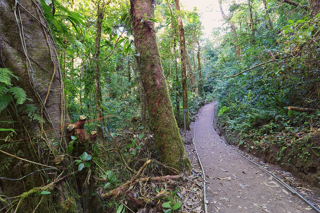 A narrow paved path winding between moss-covered trunks and dense green undergrowth in cloud forest