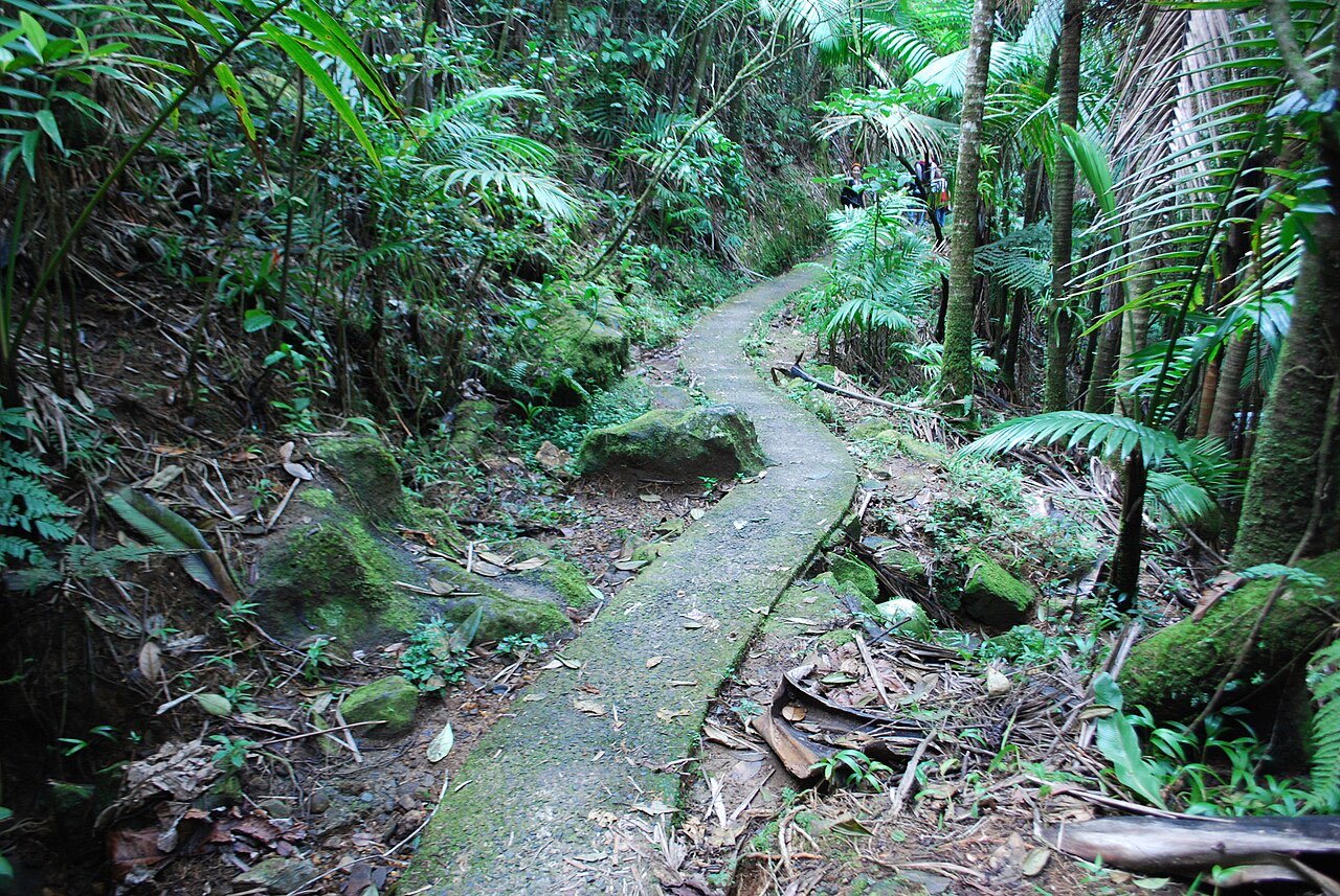 A narrow paved footpath descending through tree ferns and palms in rainforest