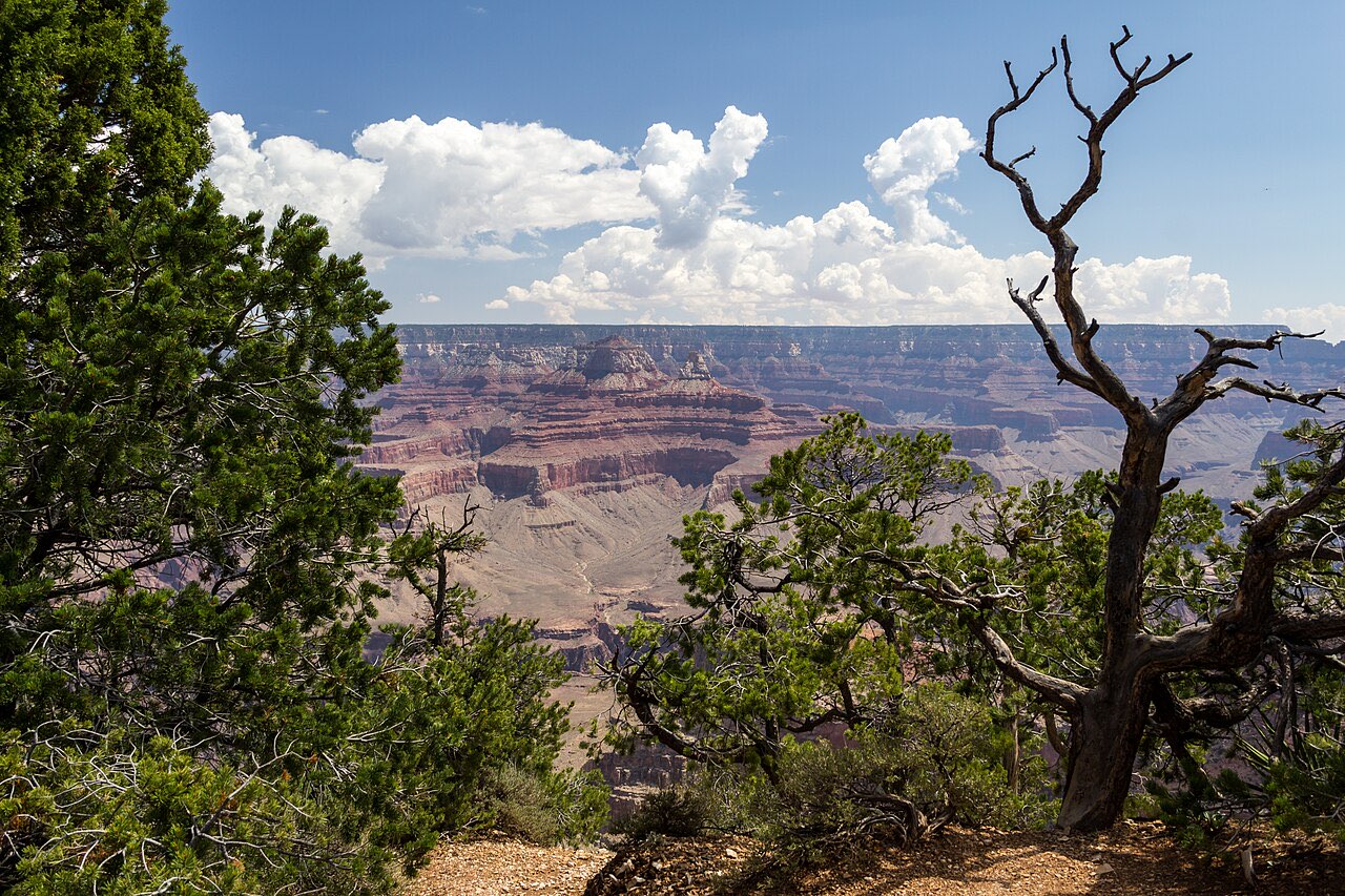The Grand Canyon's layered red and grey walls seen through pine branches from the South Rim